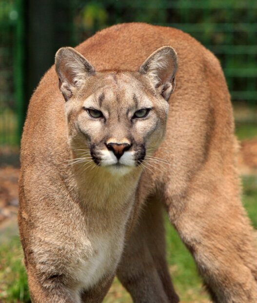 A close up of a cougar animal standing alert in natural surroundings