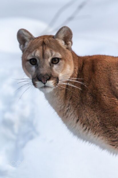 A close up of a cougar looking intently in a snowy environment