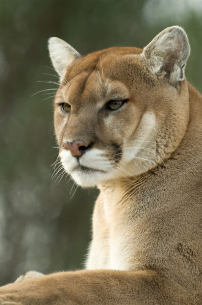 Close up of a cougar animal resting with a blurred natural background