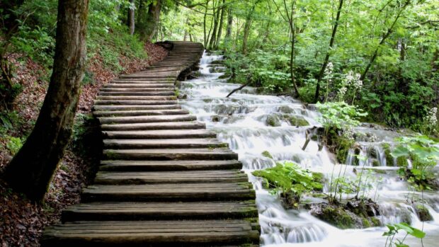 Wooden pathway beside a lush forest creek in Croatia