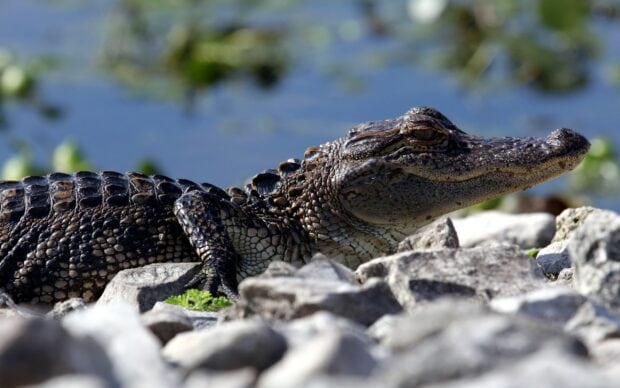 A young crocodile resting on rocky ground near a water body with detailed scales visible