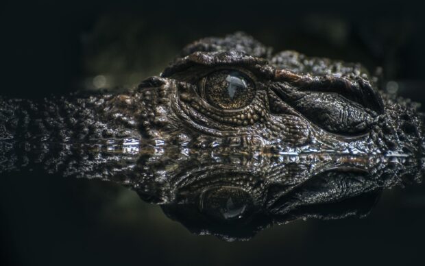 Close up of a crocodile eye and textured skin reflecting on water surface