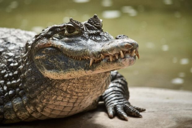 Close up of a crocodile resting near water with detailed scales and sharp teeth visible