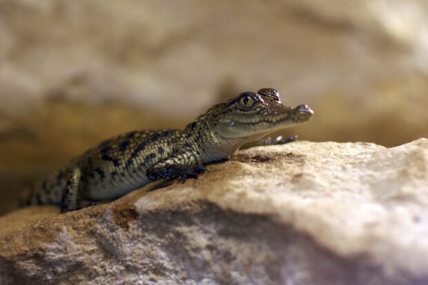 Young crocodile resting on a rocky surface in a natural habitat