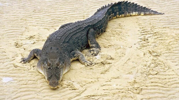 A crocodile lying on sandy terrain with detailed skin texture