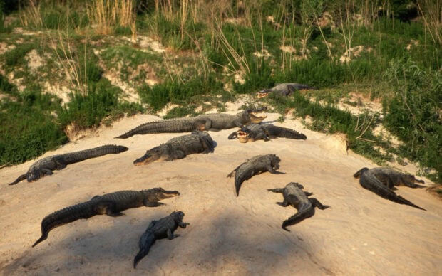 A group of crocodiles resting on a sandy riverbank under the sun in a natural habitat