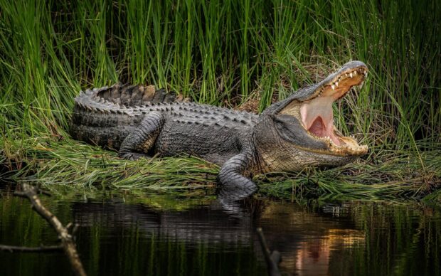 A crocodile lying near water with its mouth wide open in the grasslands