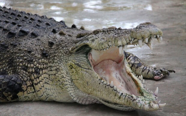 A large crocodile with its mouth wide open showing sharp teeth on a concrete surface