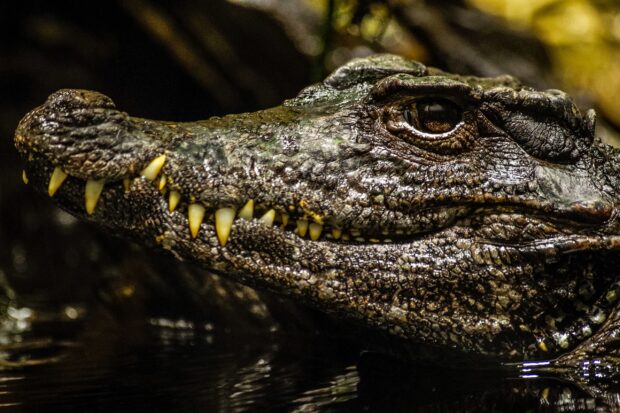 Close up of crocodile showing detailed rough skin and sharp teeth