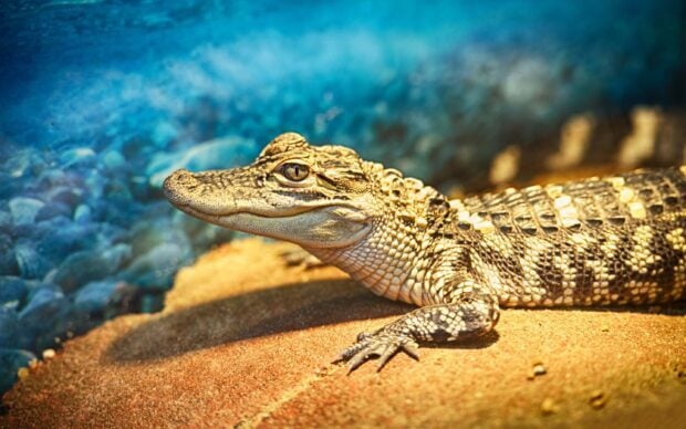 Young crocodile resting on the sandy riverbank with clear water in the background