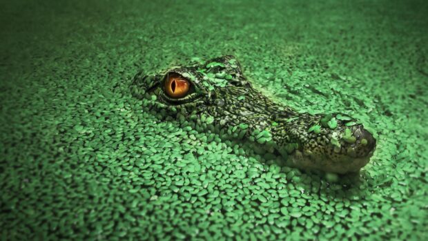 A crocodile partially submerged in green water plants with a visible eye and snout