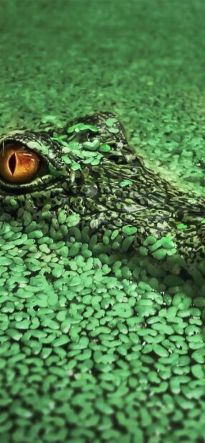 Close up of a crocodile eye surrounded by green aquatic plants in water