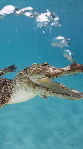 A crocodile swimming underwater with its mouth open and bubbles rising around it