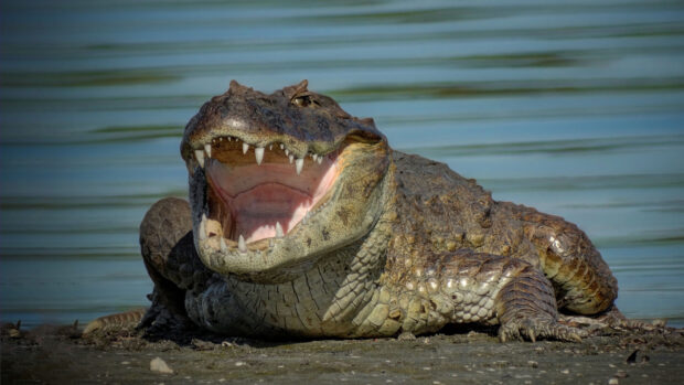 A large crocodile with open jaws resting on the muddy shore near water