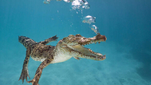 Young crocodile swimming underwater with open mouth and bubbles in clear blue water