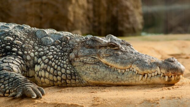 A close up of crocodile resting on sandy ground with detailed textured skin