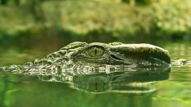 A close up view of a crocodile eye emerging from the water surface in a natural environment