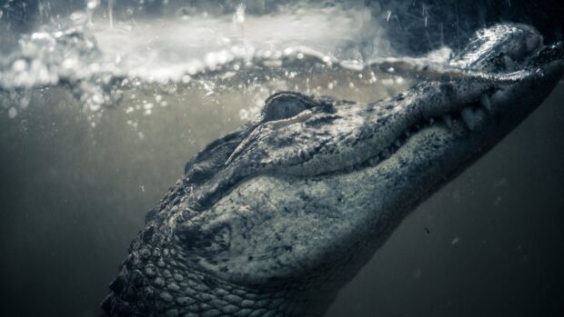 Close up of crocodile head underwater with detailed scales and sharp teeth