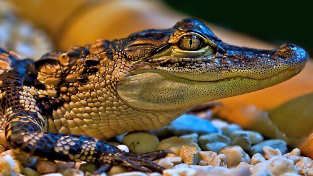 Close up of crocodile lying on rocks showing detailed skin texture