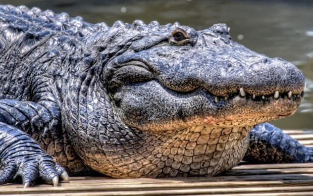 Close up of crocodile resting on wooden surface near water body