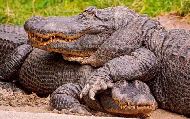 Two crocodiles resting closely with one wrapping its leg around the other in natural habitat