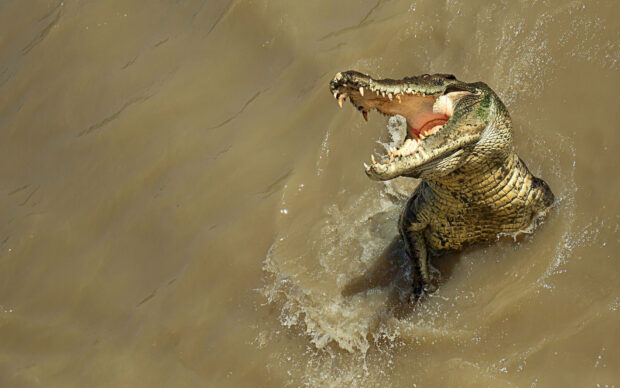 A crocodile jumping out of muddy water with its jaws wide open and sharp teeth visible