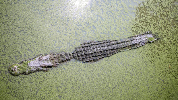 A crocodile resting calmly on water covered with green duckweed plants