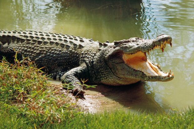 A large crocodile resting by the water with its mouth wide open on the grassy bank