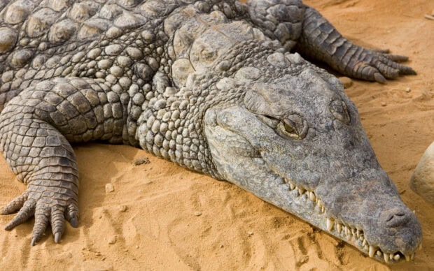 A large crocodile resting on sandy ground showing detailed scales and skin texture