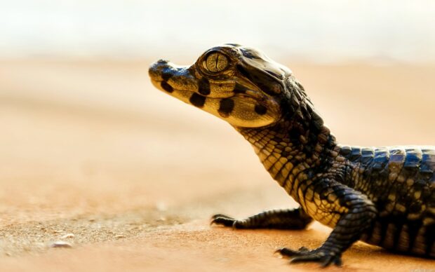 Baby crocodile resting on the sandy ground with detailed scales and sharp yellow eyes