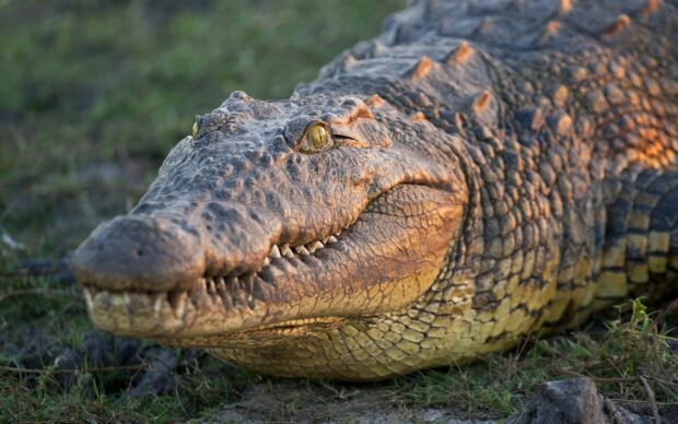 A close up view of a crocodile resting on the grass with detailed skin texture