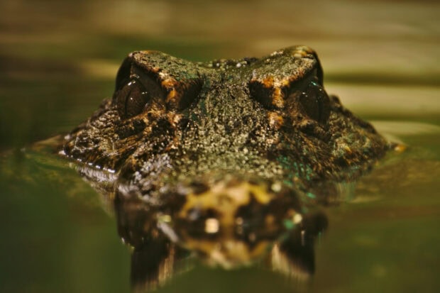Close up of a crocodile head partially submerged in water