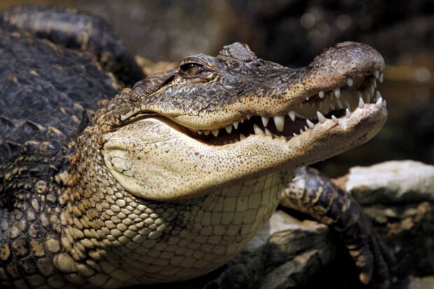 Close up of a crocodile showing its teeth and scaly skin in natural habitat