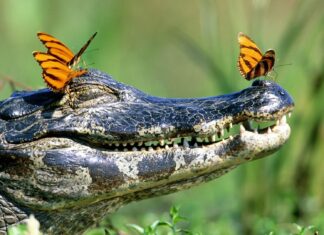 Close up of a crocodile with two orange butterflies resting on its head in nature