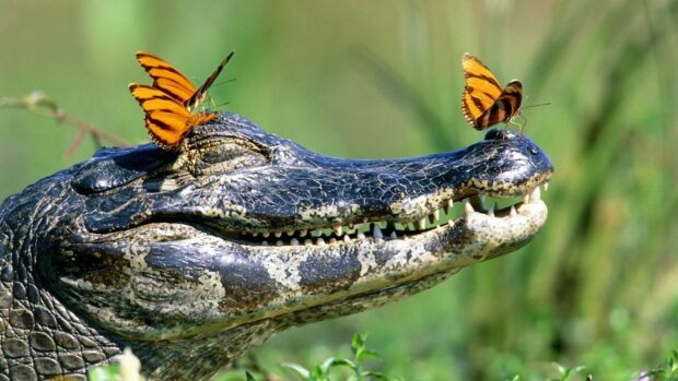 Close up of a crocodile with two orange butterflies resting on its head in nature