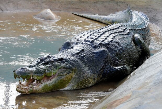 A large crocodile resting on the edge of a muddy water pool with its mouth open