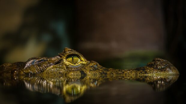 Close up of a crocodile eye partially submerged in water reflecting its detailed scales