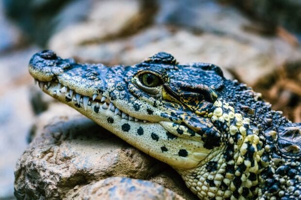 Close up of a crocodile resting on rocks with detailed textured skin and sharp teeth