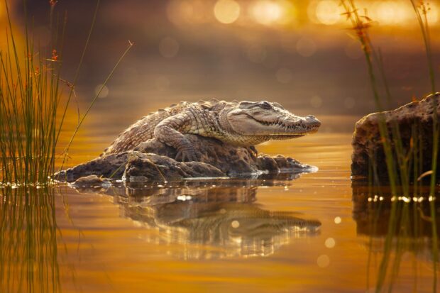 A crocodile resting on a rock in calm water reflecting the sunset light