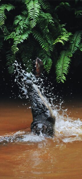 Crocodile catching fish in the water with green leaves in the background