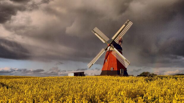 Traditional Denmark windmill standing in a vibrant yellow flower field under a cloudy sky