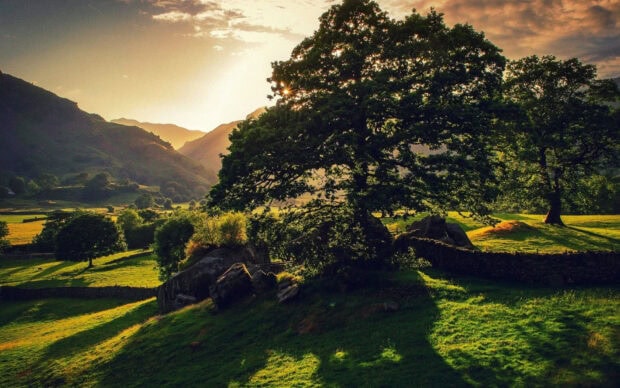 Large tree casting shadows on green fields during sunset in England countryside
