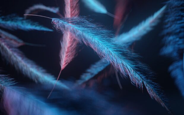 Close up of vibrant feather with detailed texture and soft lighting effects