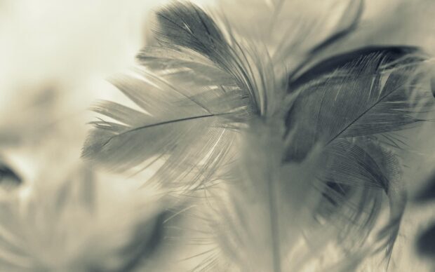Close up view of delicate feather details in soft focus