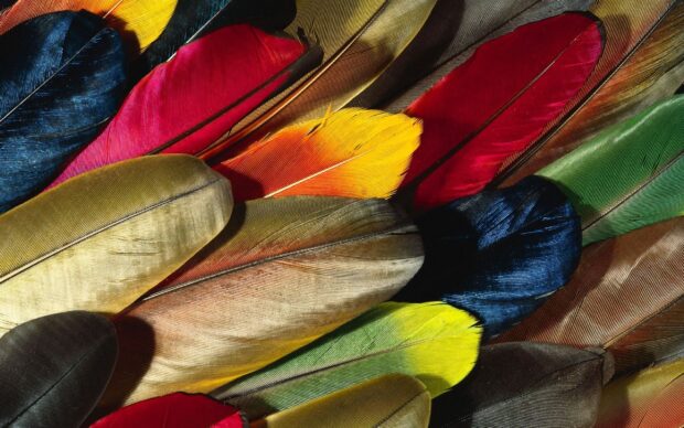 Colorful collection of natural feathers showing detailed patterns and texture