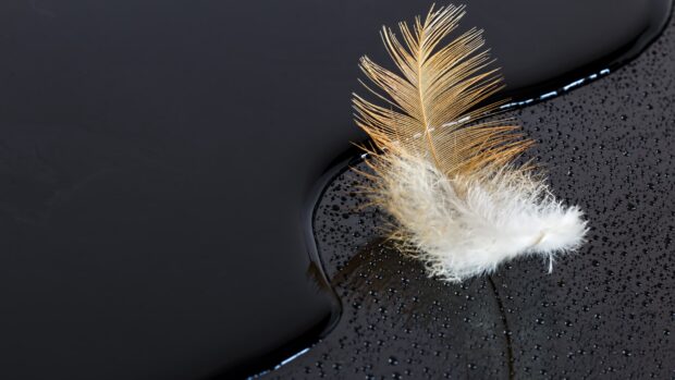 A delicate feather resting on a wet black surface with water droplets scattered around