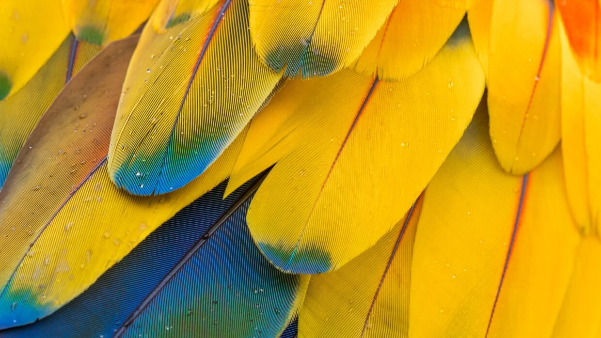 Feather Wallpapers - PixelsTalk