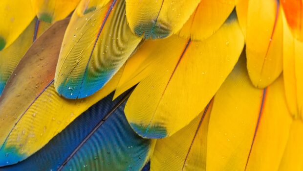 Close up of colorful bird feather texture with yellow and blue shades