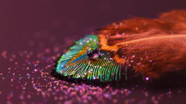 A close up of a colorful feather with a water droplet and scattered glitter on a dark surface