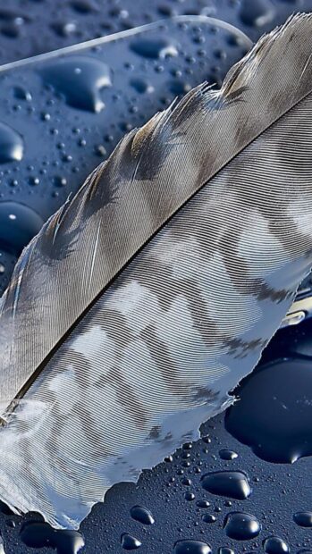 A detailed feather resting on a surface covered with water droplets with clear texture visible